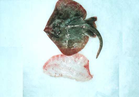 SKATE WINGS