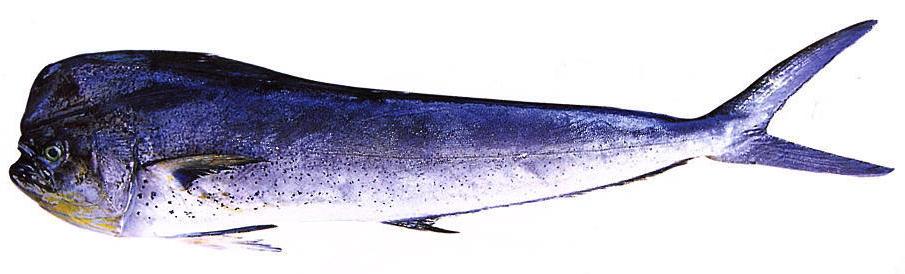  Fish   MAHI - MAHI 