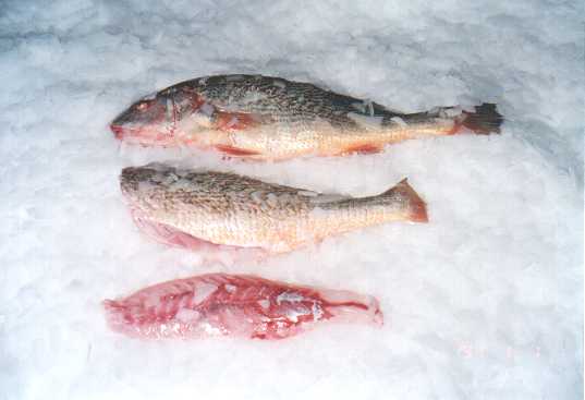 WHITE CROAKER FILLET