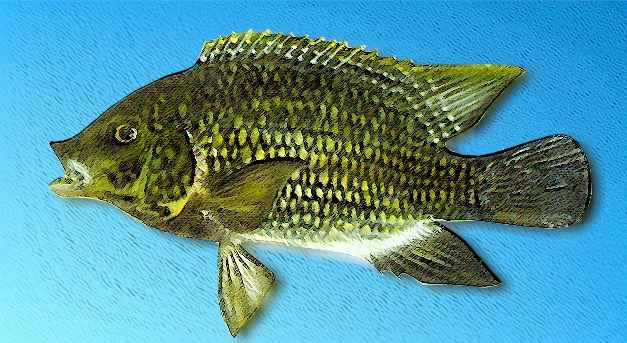 KARIBA TILAPIA