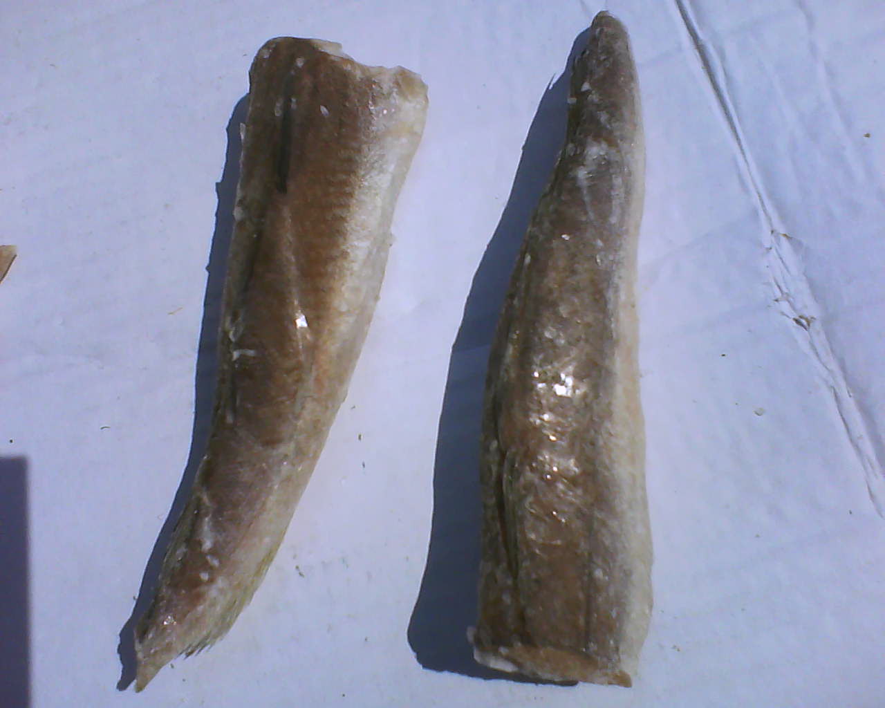Frozen Filet  Hake  /  HGT 