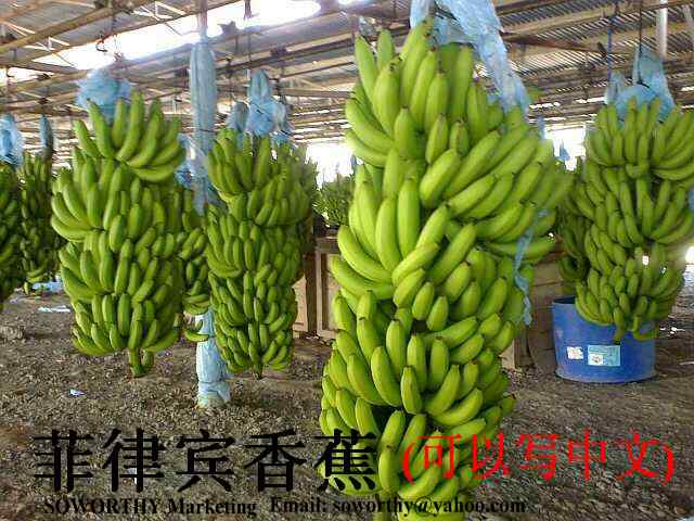 Fresh Cavendish Bananas