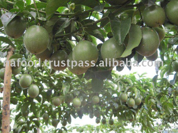 Frozen Passionfruit juice single strength
