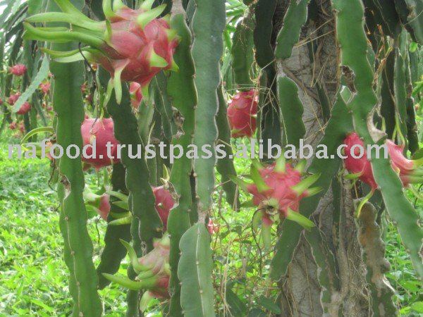 Frozen Dragonfruit juice concentrate