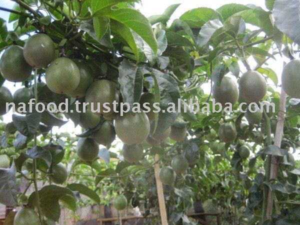 Frozen Passion fruit juice concentrate