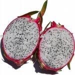 Frozen Dragon fruit juice concentrate