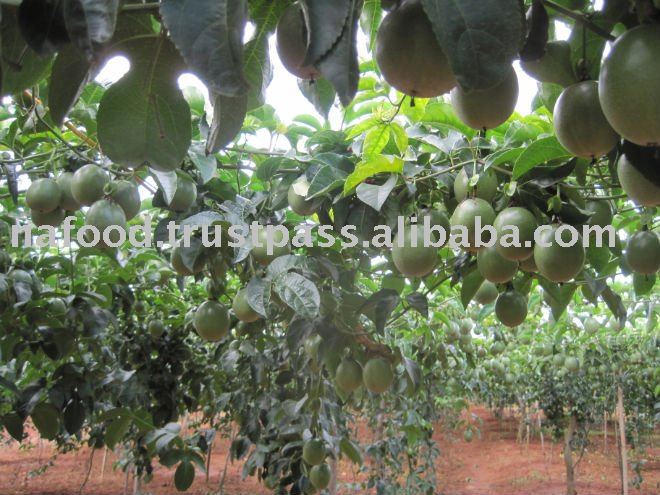Frozen Passionfruit juice concentrate