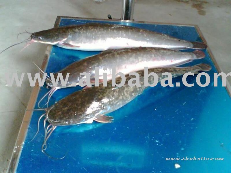 Organic Catfish,Malaysia price supplier - 21food