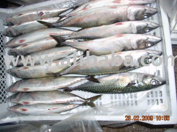 horse mackerel