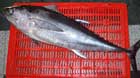 Yellow Fin Tuna