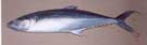Seer Fish