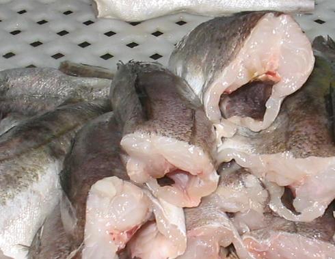 Hubbsi Hake