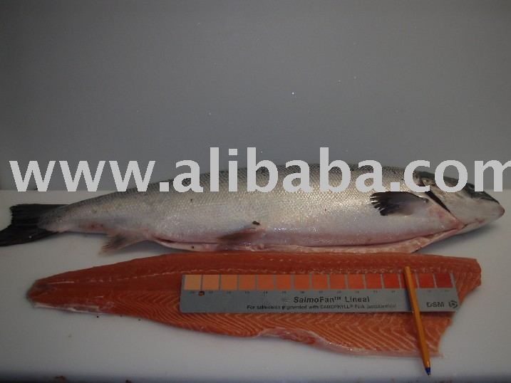 Fresh Atlantic Salmon by air  freight 