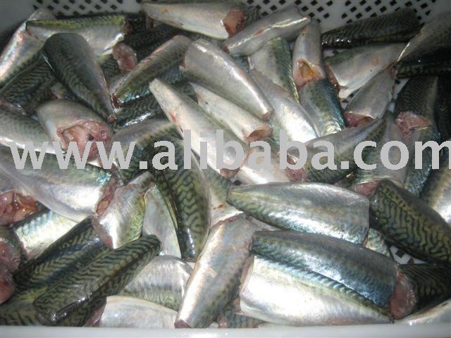  HGT -Mackerel