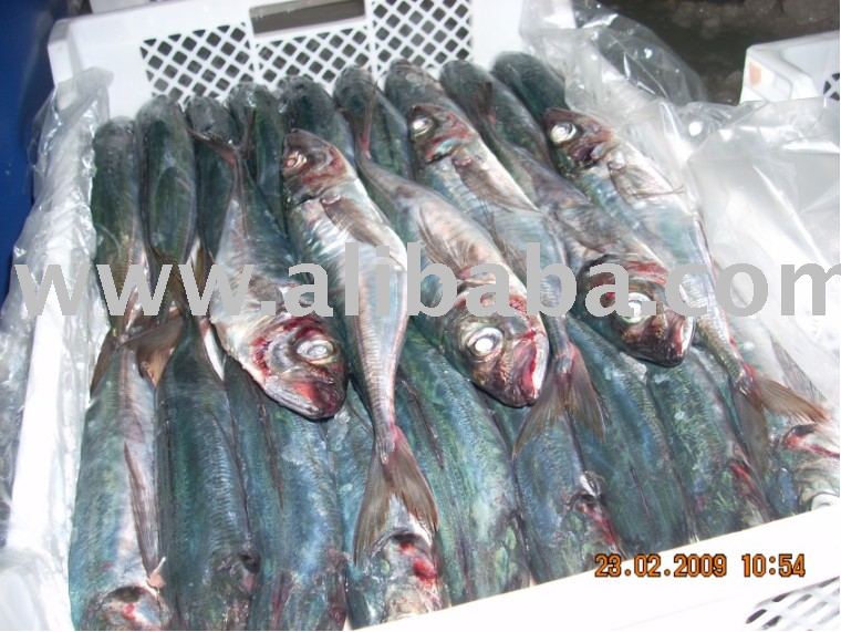 Jack Mackerel (trachurus Murphyi) Frozen fish