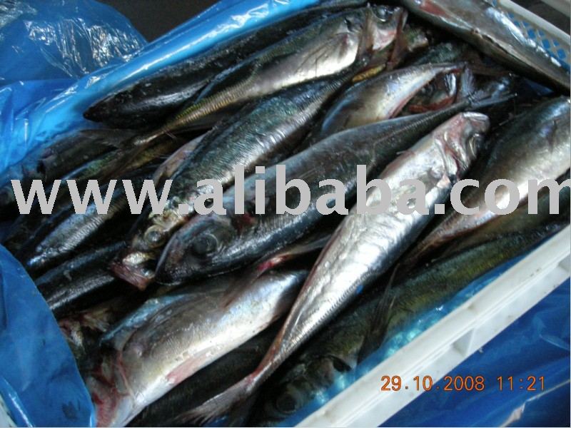 jack mackerel
