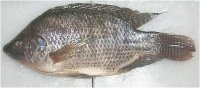 Tilapia
