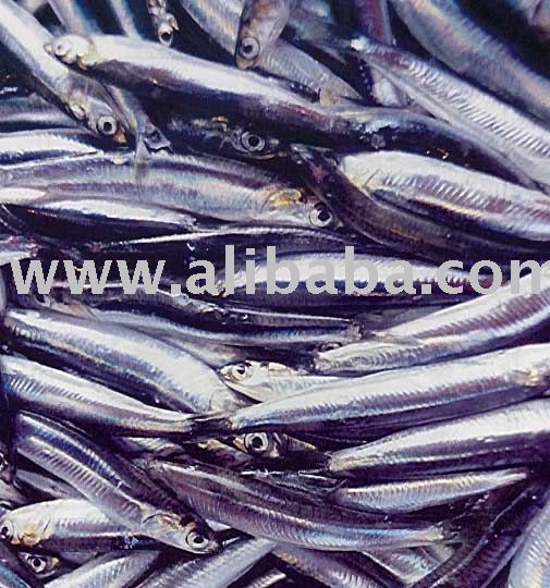 Anchovy