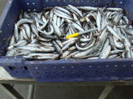 anchovy