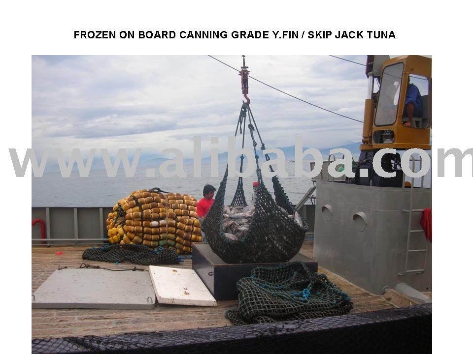 Y.FIN /  SKIPJACK    TUNA   FROZEN  ON BOARD