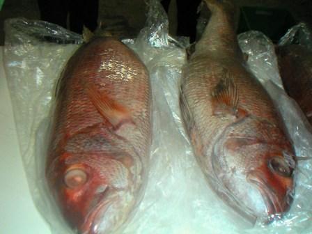 JOB  FISH 