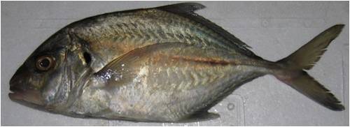 Malabar Trevally (Carangoides malabaricus)