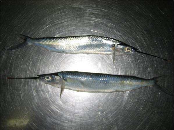 Needlefish (Hemiramphus far)