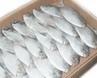 Fresh  Fish   Pomfret 