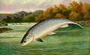 salmon pink / whole with head