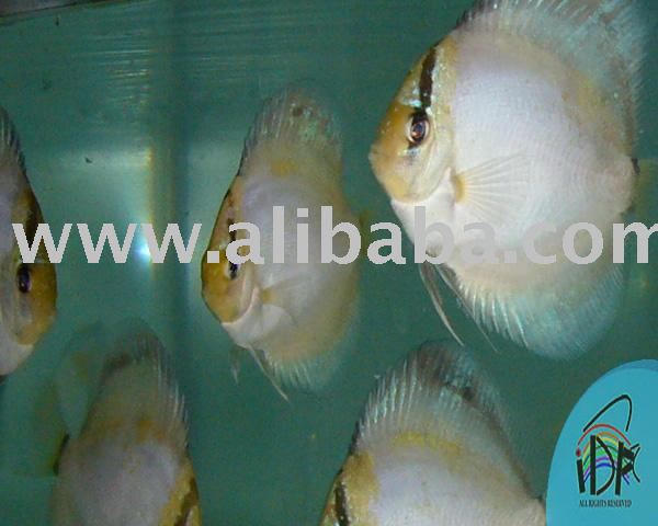 Ghost 04 Discus Fish
