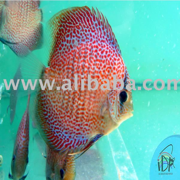 Imperial tropical best sale fish farm