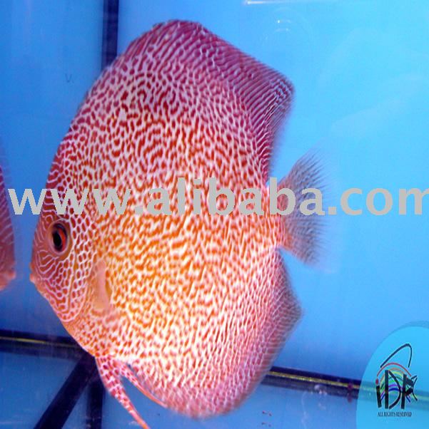 Super Eruption 02 Discus Fish