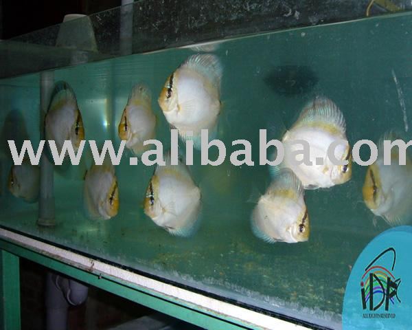 Ghost 05  Discus Fish