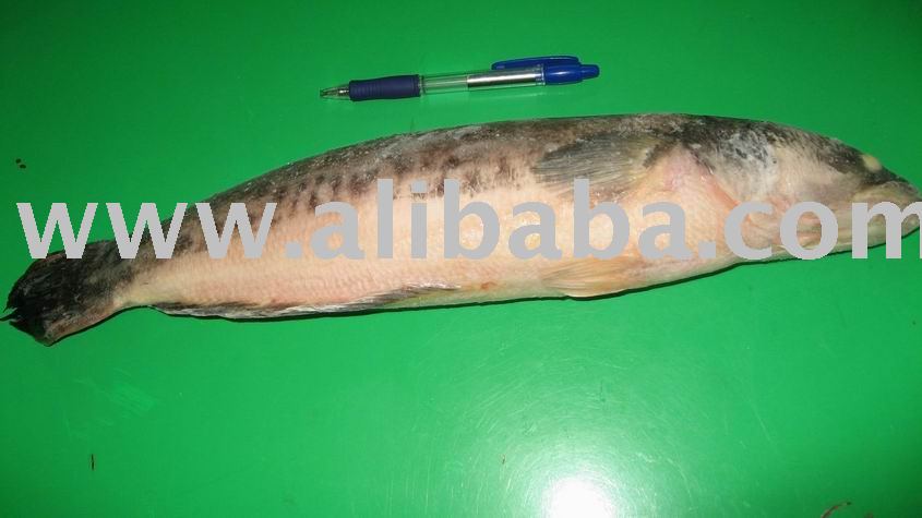 FROZEN WHOLE ROUND SNAKEHEAD FISH-SCALE OFF