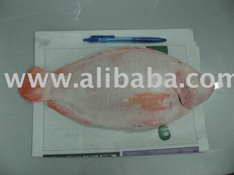 WHOLE ROUND RED TILAPIA-IQF
