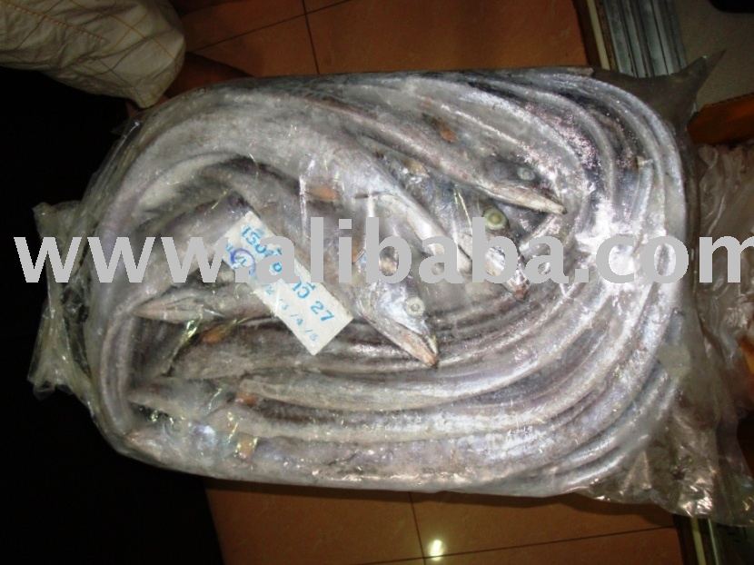Ribbon  Fish 