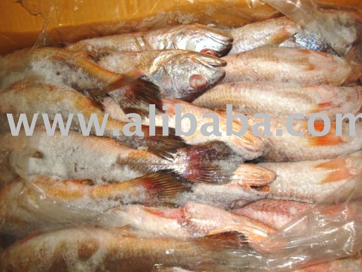 Croaker