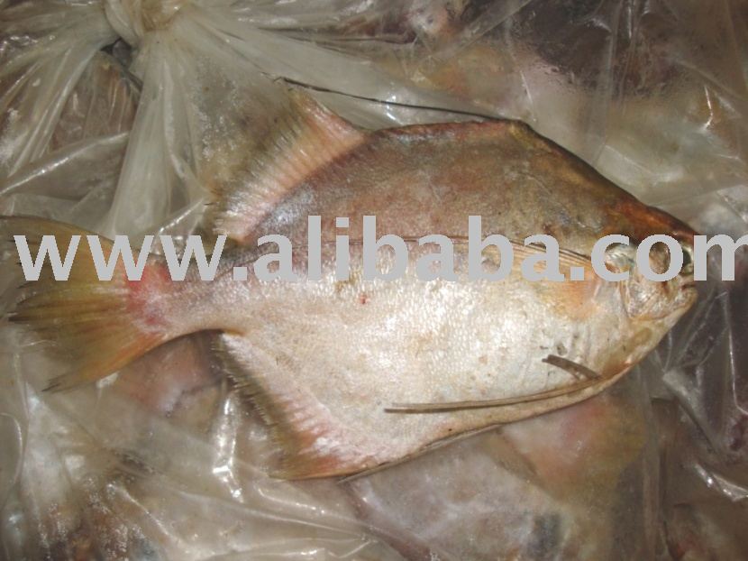 Kok Pomfret