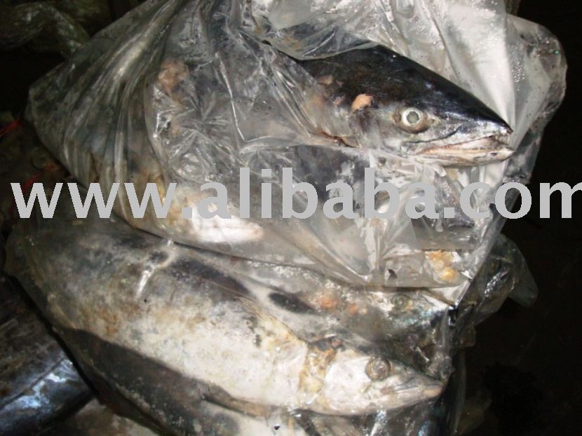 Spanish Mackerel