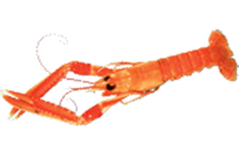 Scampi