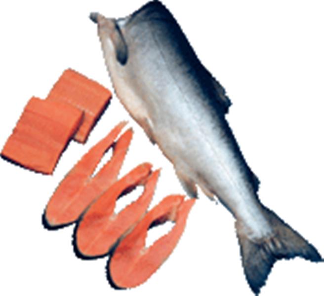 Chum Salmon