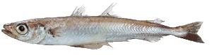  Blue   Whiting   fish 