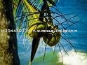 Centrifuged Virgin Coconut Oil