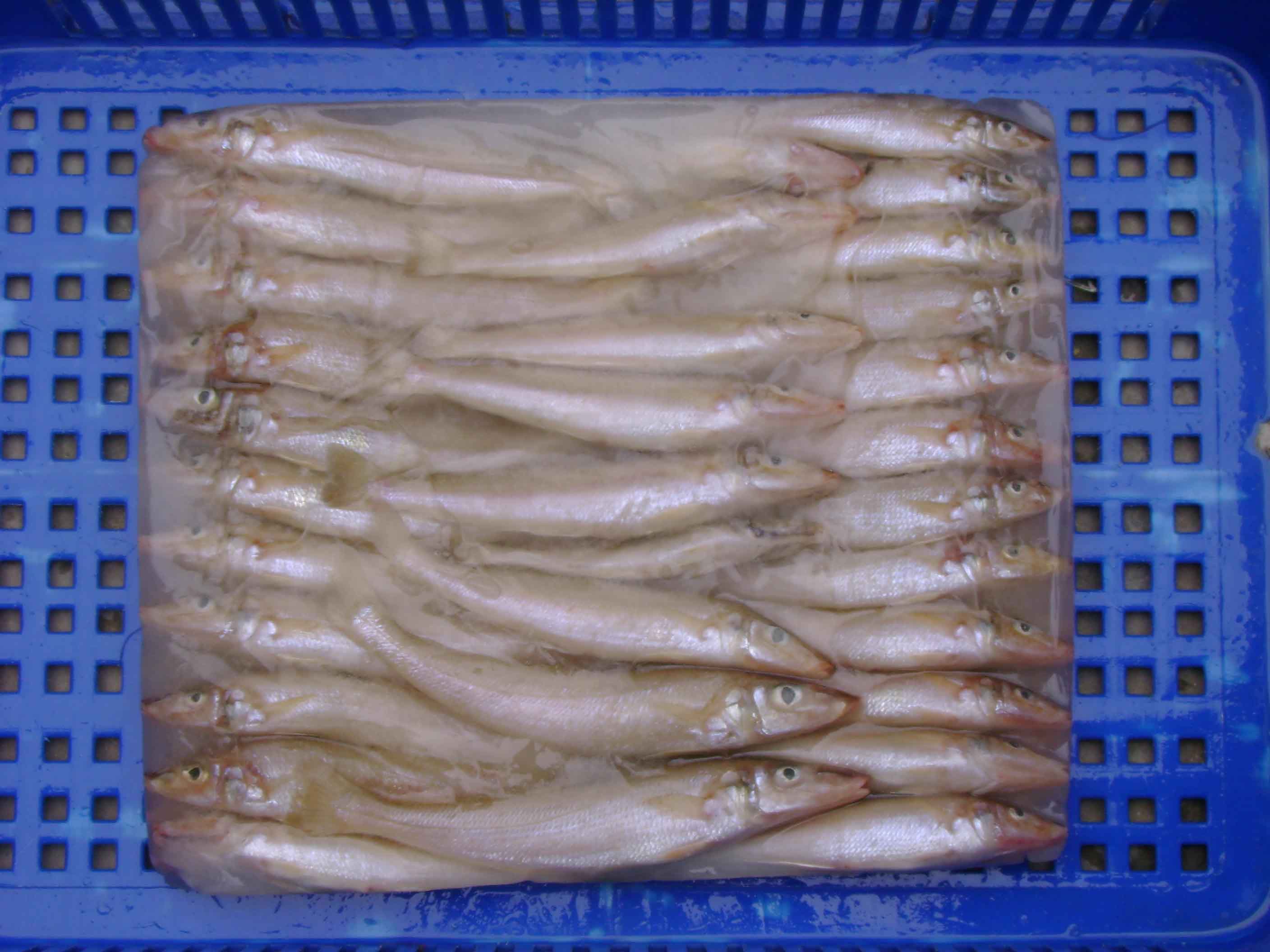 LADYFISH