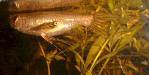  ORNAMENTAL   FISH 