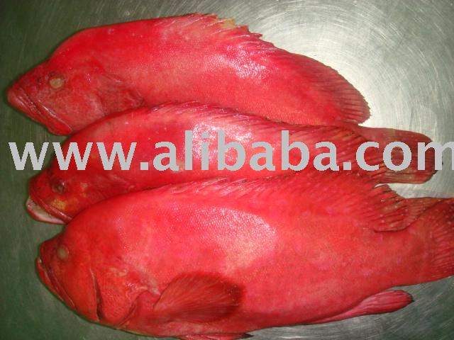 RED GROUPER
