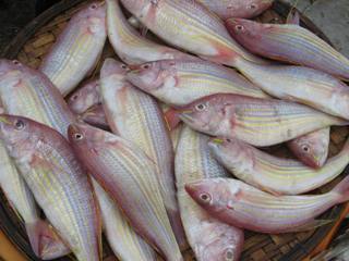 Selling Mahi, Threafin  Bream  And All Kind Of  Frozen  Fish