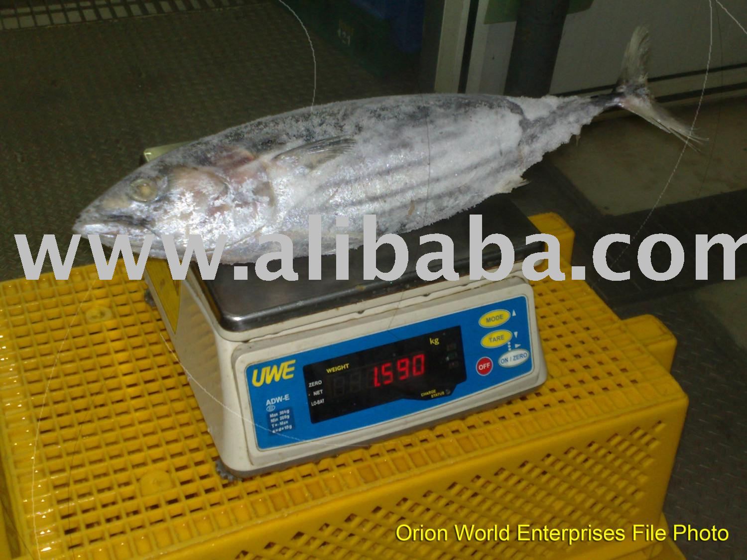 Skipjack Tuna
