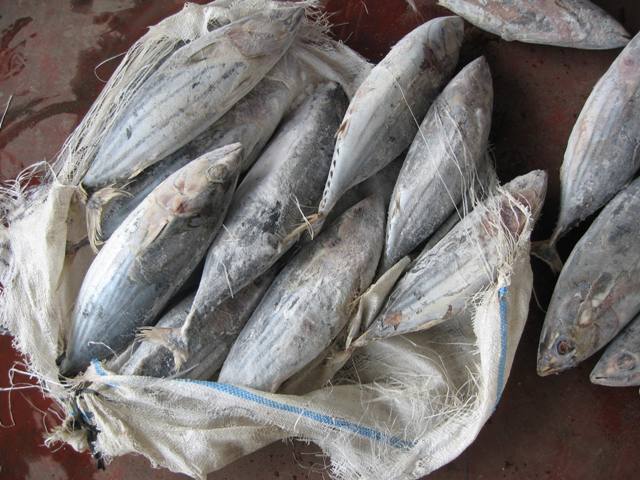 Frozen Skipjack Tunaindonesia Price Supplier 21food