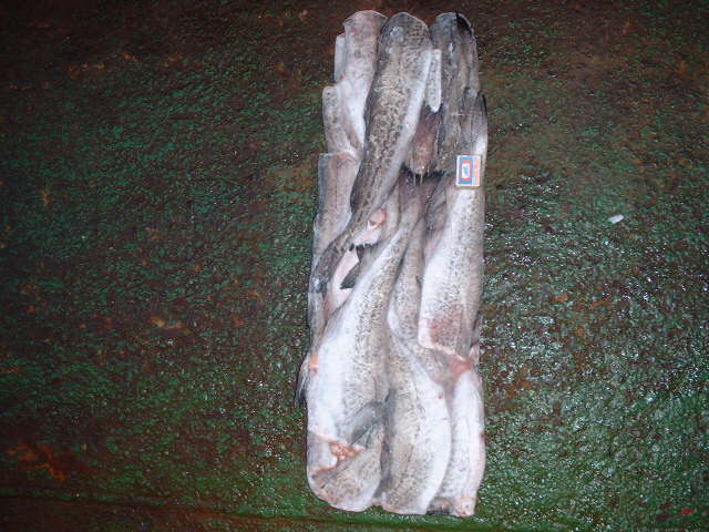  Alaska   fish 